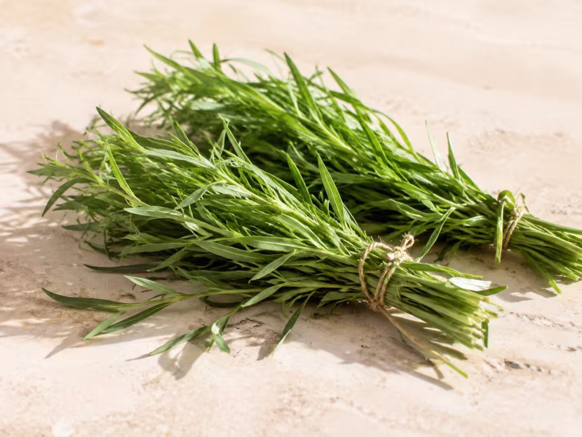 An aromatic herb with fresh aniseed notes.