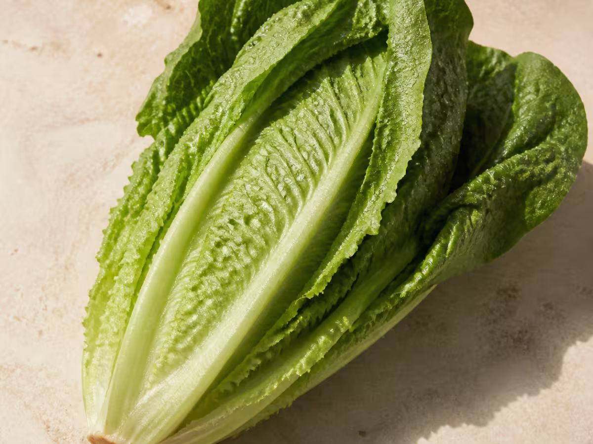 Lechuga romana fresca con hojas verdes y crujientes
