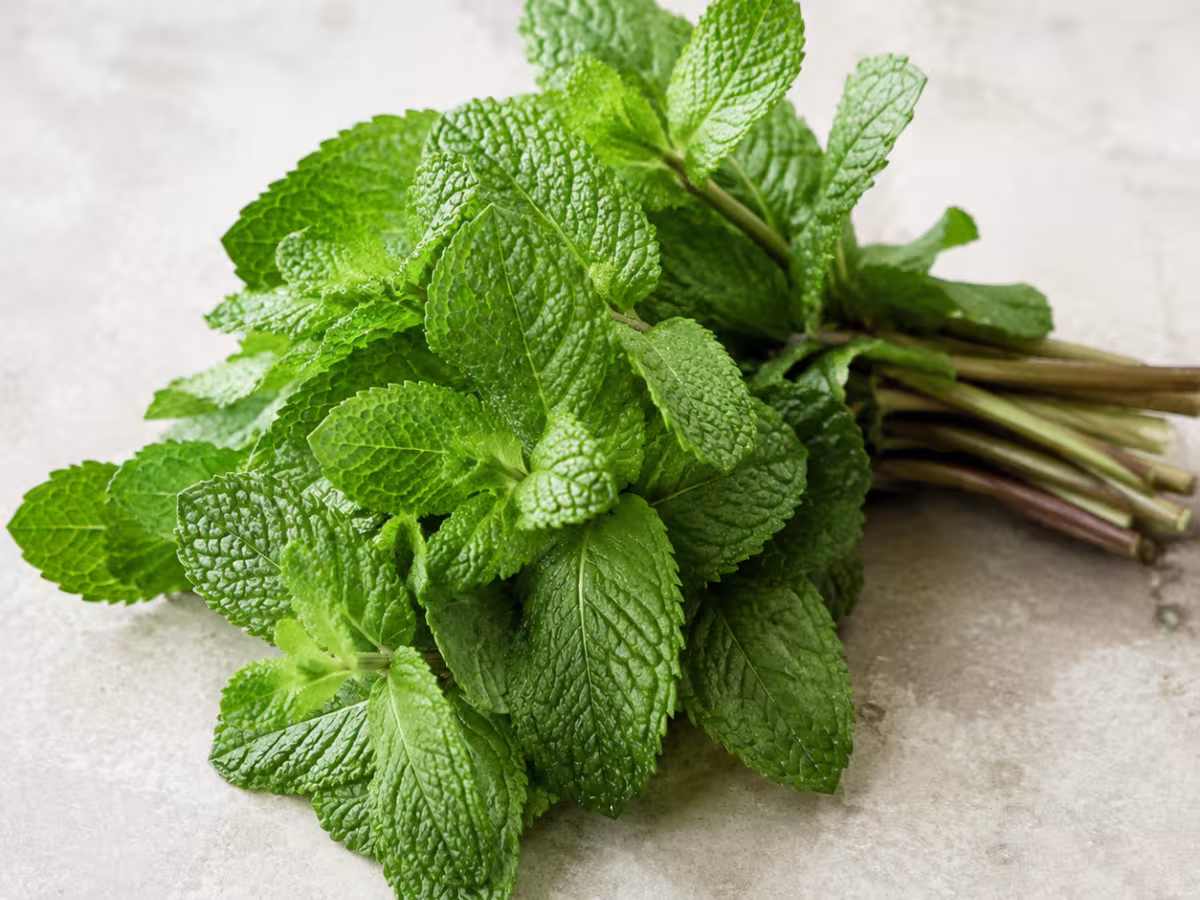 Hierba fresca muy arom&aacute;tica, de notas verdes y refrescantes.