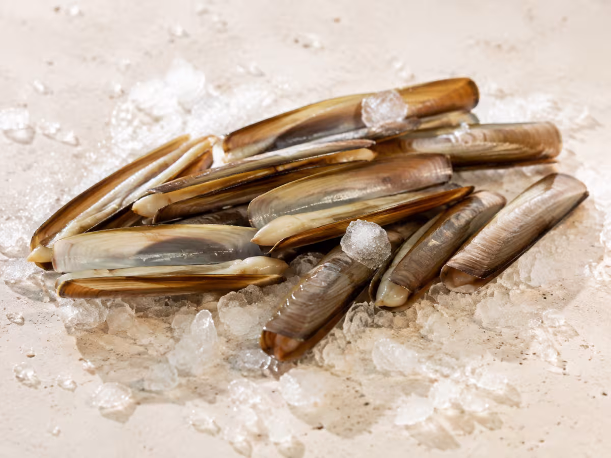 Long shellfish with clean briny flavour requiring brief cooking.