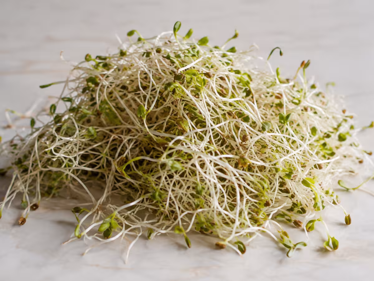 Alfalfa sprouts as a cooking ingredient