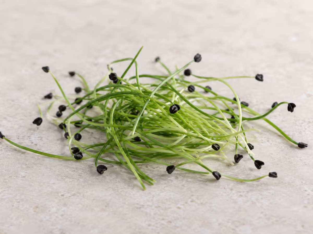 Onion sprouts as a cooking ingredient