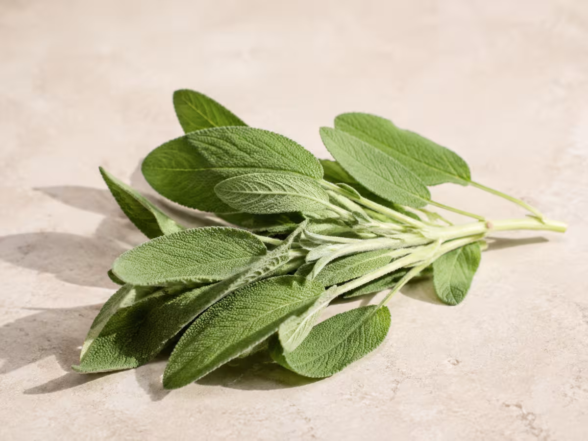 Hierba arom&aacute;tica de notas resinosas que combina bien con calabaza y mantequilla.