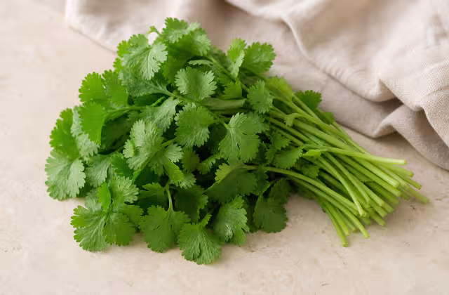 Ingrediente: Cilantro