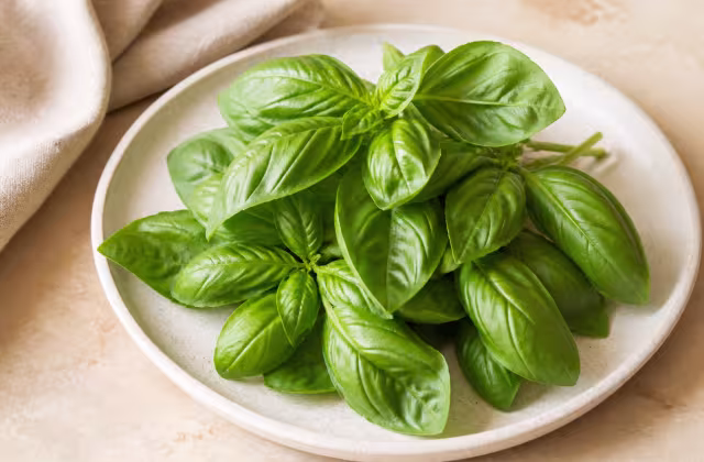 Albahaca