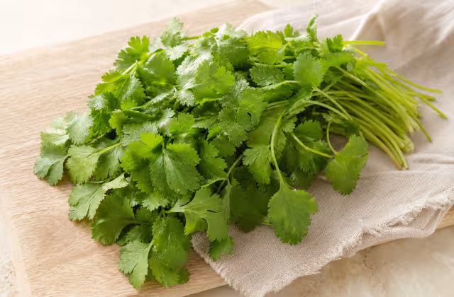Cilantro fresco