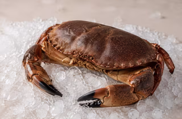 A richly flavoured crab sold live or cooked.