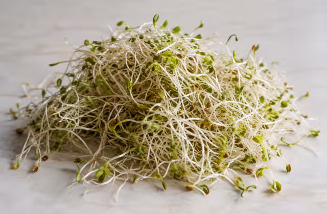 Alfalfa sprouts as a cooking ingredient