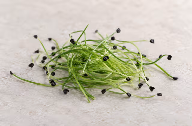 Onion sprouts as a cooking ingredient