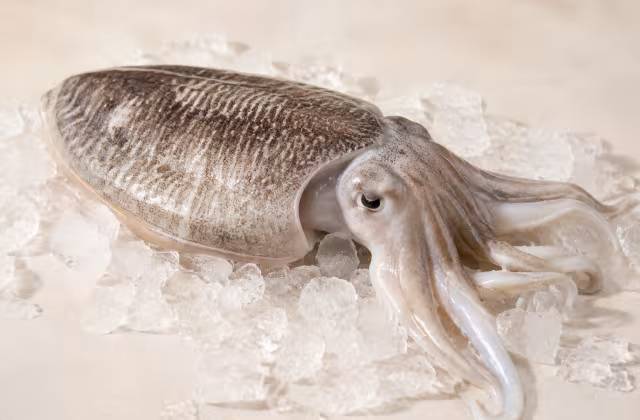 Firm, briny cuttlefish, ideal for rice dishes.